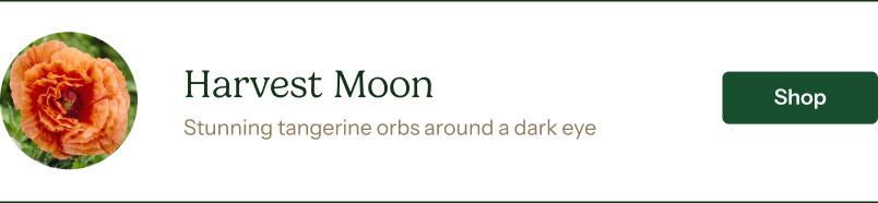 Papaver orientale Roots - Harvest Moon