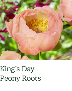 Peony Roots - King's Day