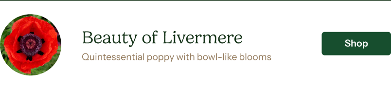 Papaver orientale Roots - Beauty of Livermere
