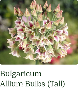 Allium Bulbs (Tall) - Bulgaricum