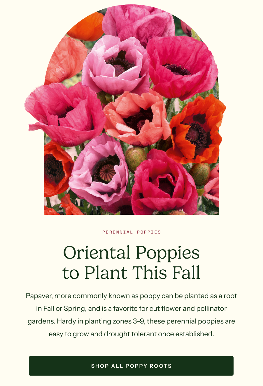 Oriental Poppies to Plant This Fall - Papaver, more commonly known as poppy can be planted as a root in Fall or Spring, and is a favorite for cut flower and pollinator gardens. Hardy in planting zones 3-9, these perennial poppies are easy to grow and drought tolerant once established.