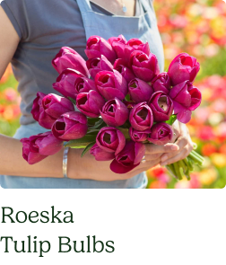 Tulip Bulbs - Roeska