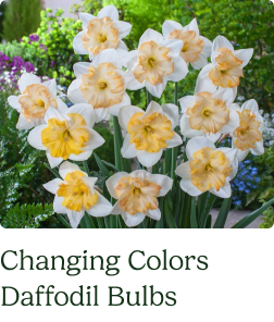 Daffodil Bulbs - Changing Colors