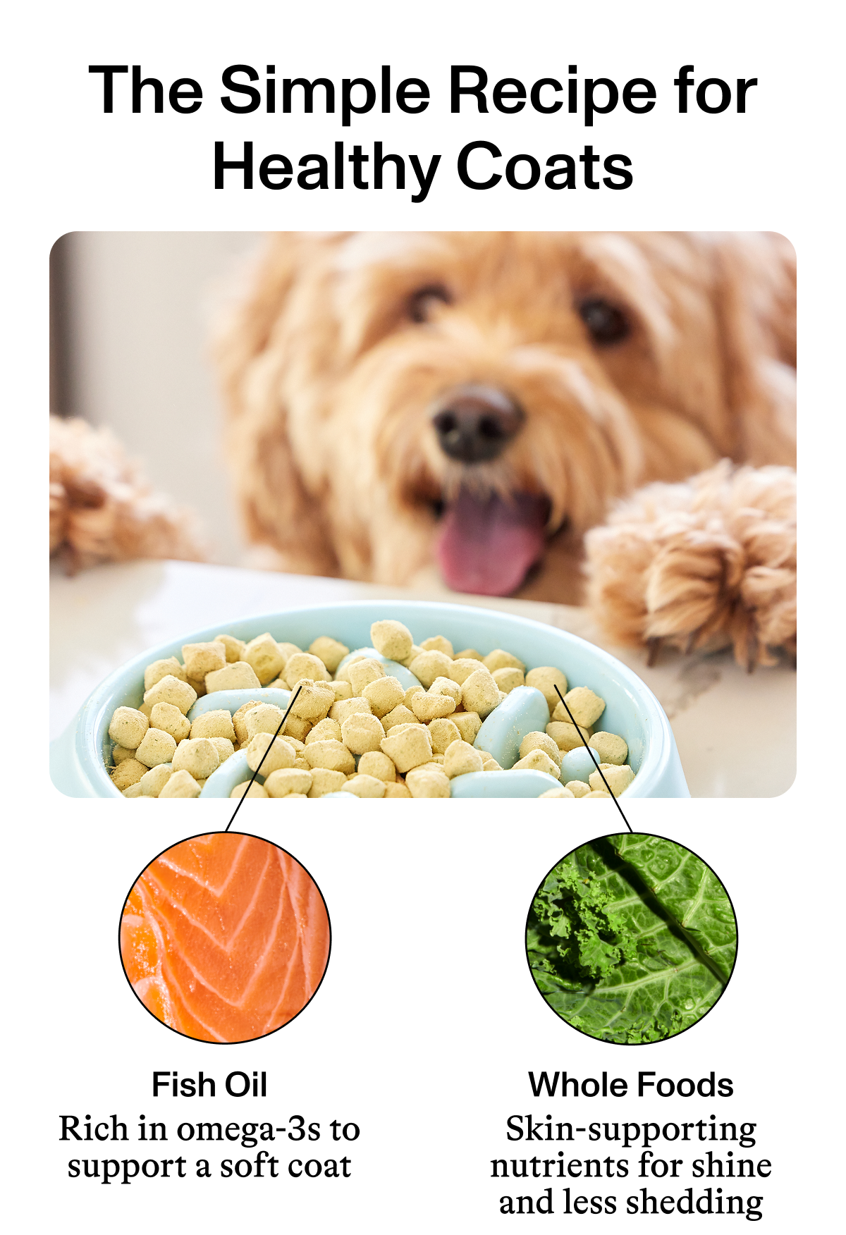The Simple Recipe for Healthy Coats