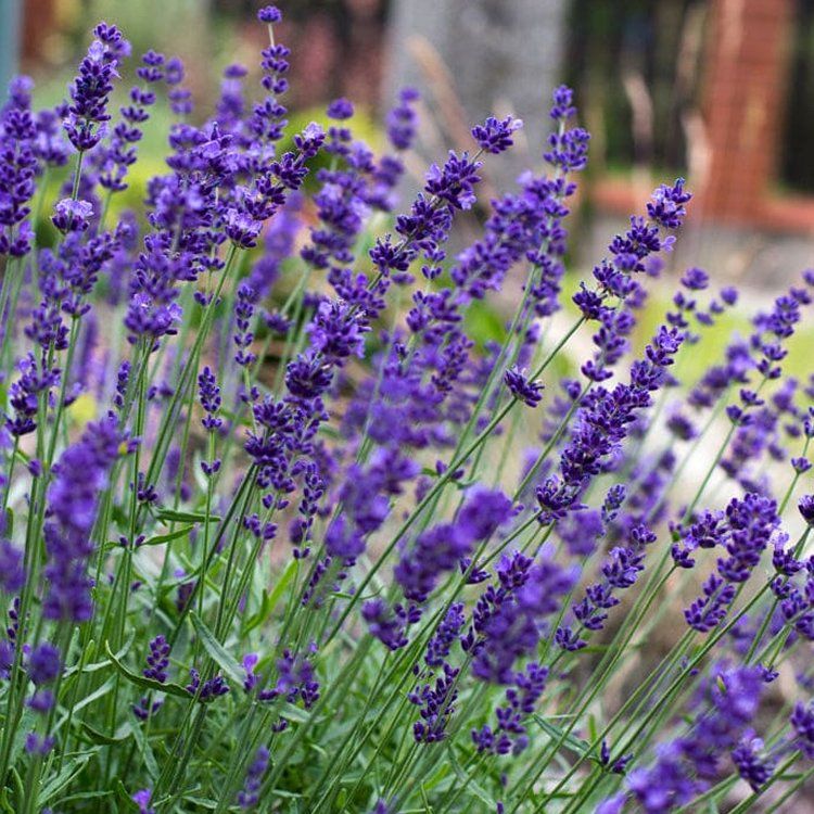Lavender Hidcote Blue