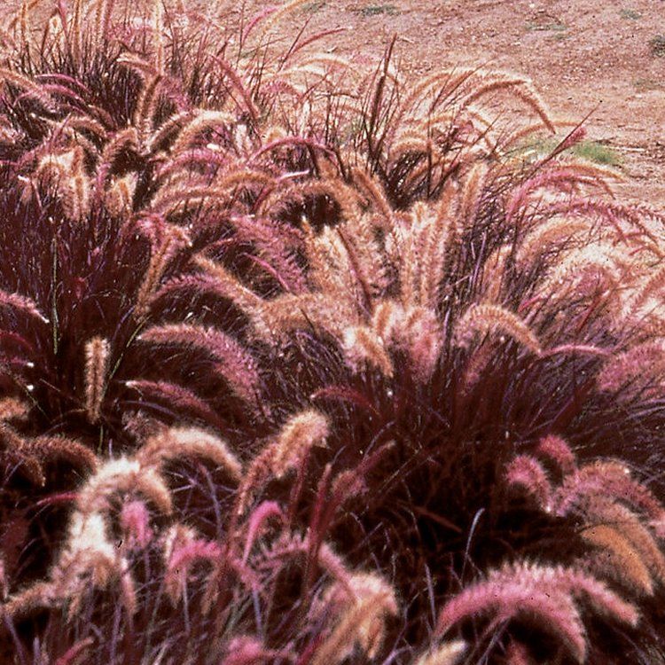 Pennisetum Tiny Tails  Dwarf Purple Fountain Grass