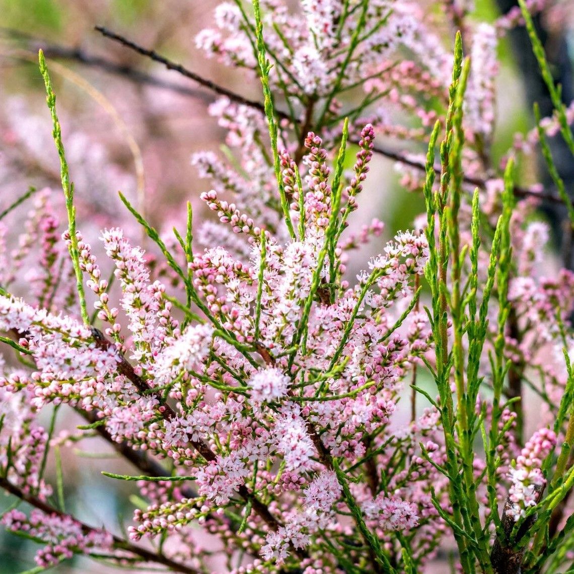 Tamarix tetrandra - Tamarisk