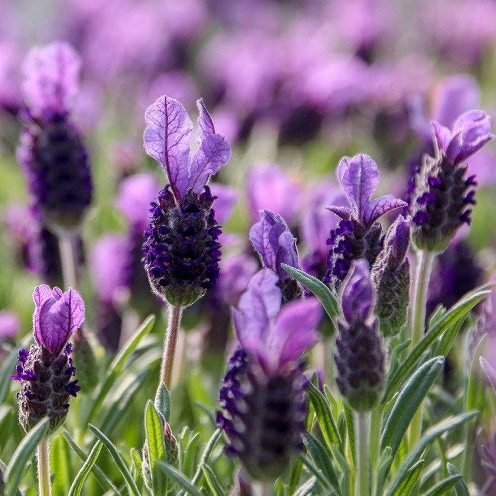 French Lavender ‘Purple Flag’ - In Bud & Bloom