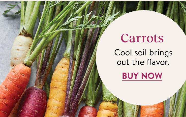 Carrot Seeds