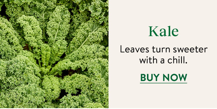 Kale Seeds and Plants