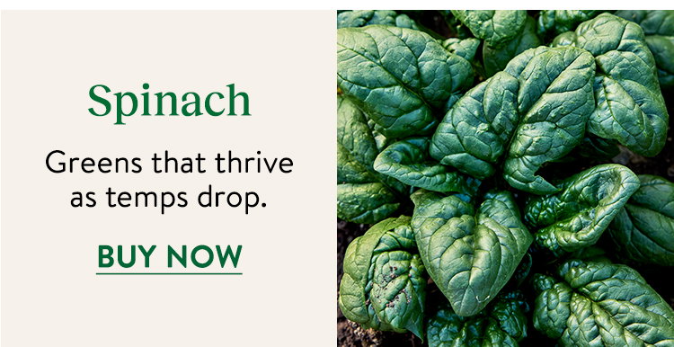 Spinach Seeds