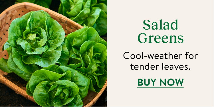 Salad Green Seeds