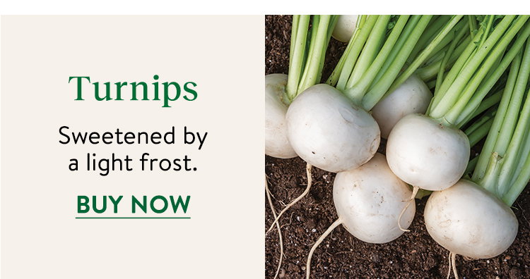 Turnip Seeds