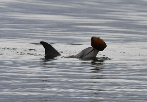 An Indo-Pacific bottlenose dolphin (<i>Tursiops aduncus</i>) calf lifts the empty shell of a sea snail above the surface of the water in its mouth.
