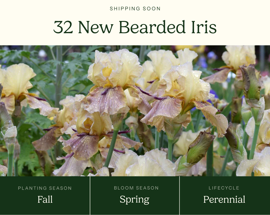 32 New Bearded Iris
