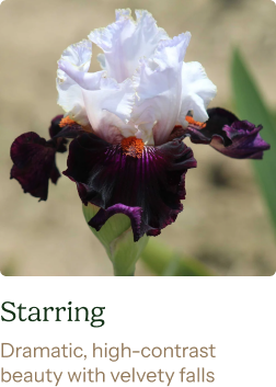 Bearded Iris Bulbs - Starring