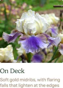 Re-Blooming Bearded Iris Bulbs - On Deck