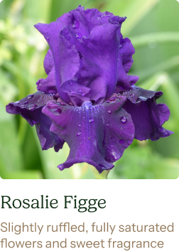 Bearded Iris Bulbs - Rosalie Figge