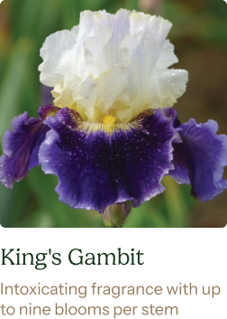 Bearded Iris Bulbs - King's Gambit