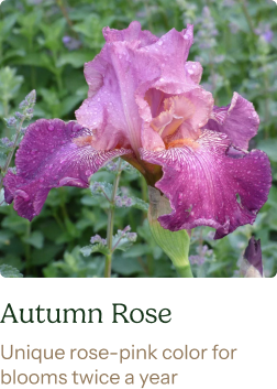 Re-Blooming Bearded Iris Bulbs - Autumn Rose