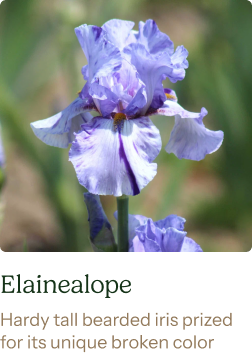 Re-Blooming Bearded Iris Bulbs - Elainealope