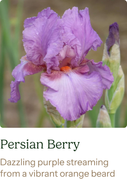 Bearded Iris Bulbs - Persian Berry