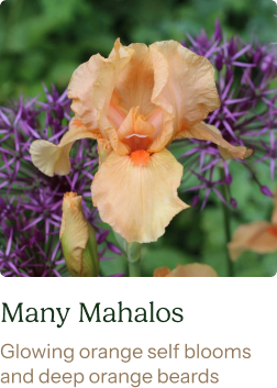 Re-Blooming Bearded Iris Bulbs - Many Mahalos