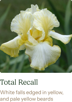 Re-Blooming Bearded Iris Bulbs - Total Recall