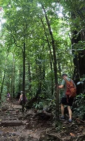 Rainforest Hike