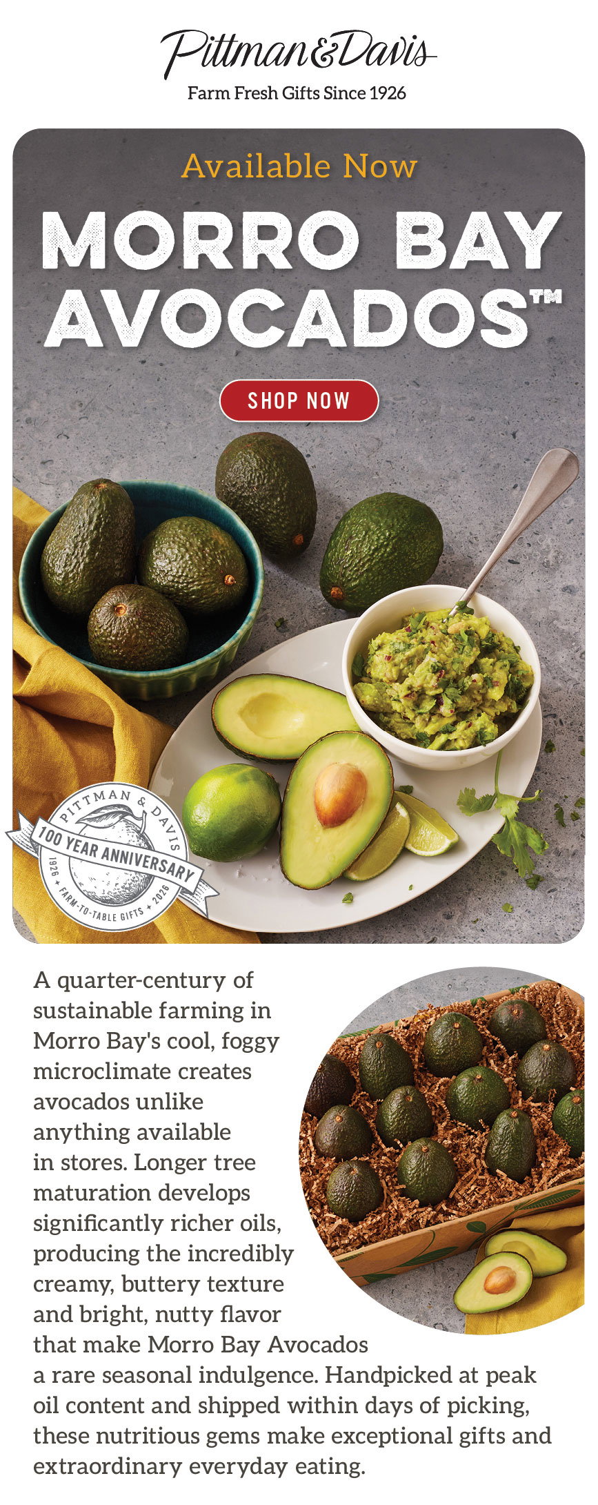 Morro Bay Avocado