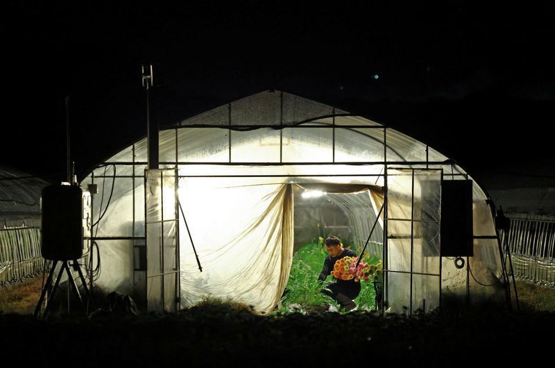 Japan's farmers go nocturnal as deadly heat intensifies