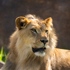 Lion & Hyena Ridge at Busch Gardens