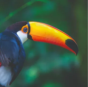 Toucan