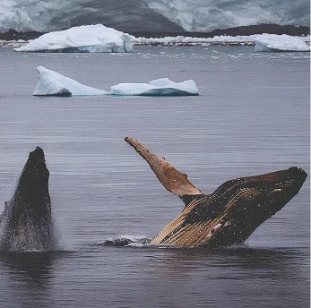 Humpback whale