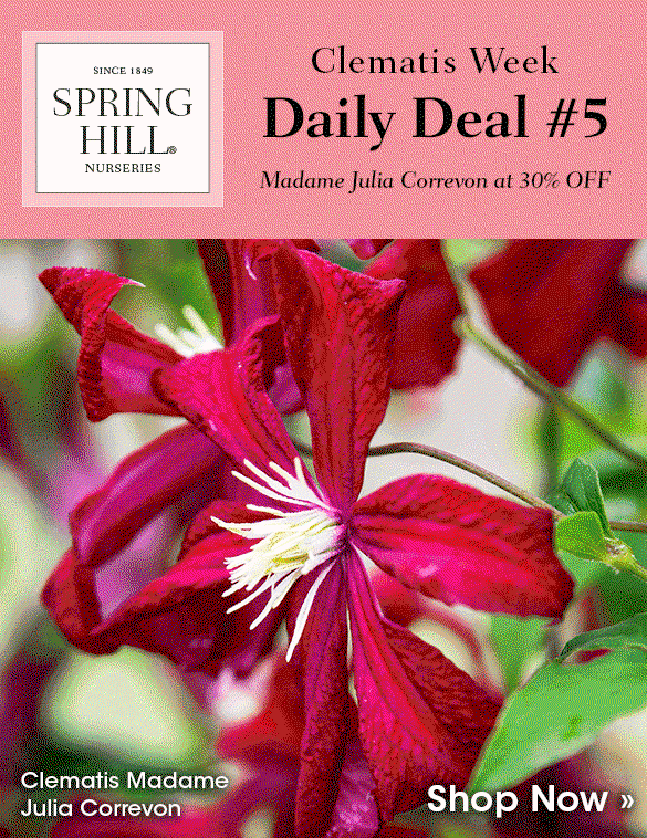 Today Only: 30% OFF Clematis 'Madame Julia Correvon