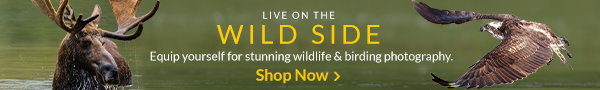 Live on the Wild Side | Shop Now