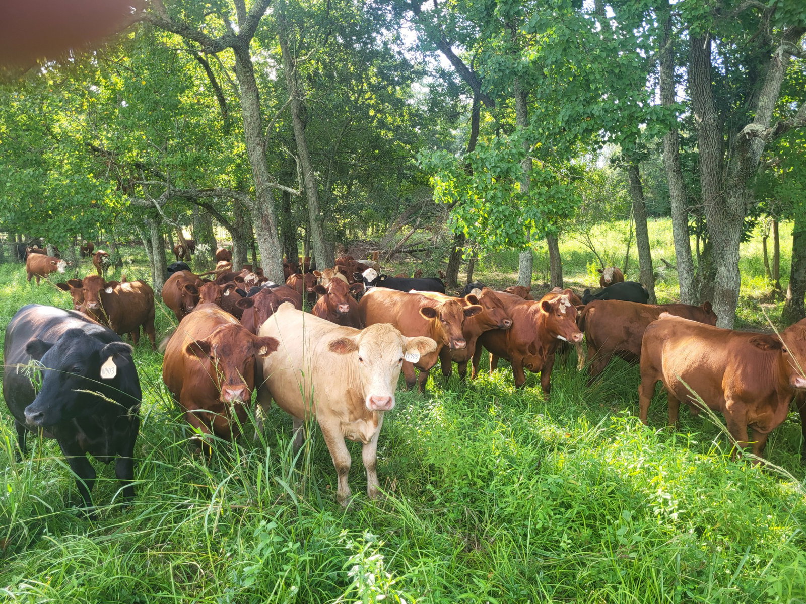 Grazing Smart in Summer
