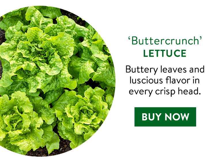 Buttercrunch Lettuce Seeds