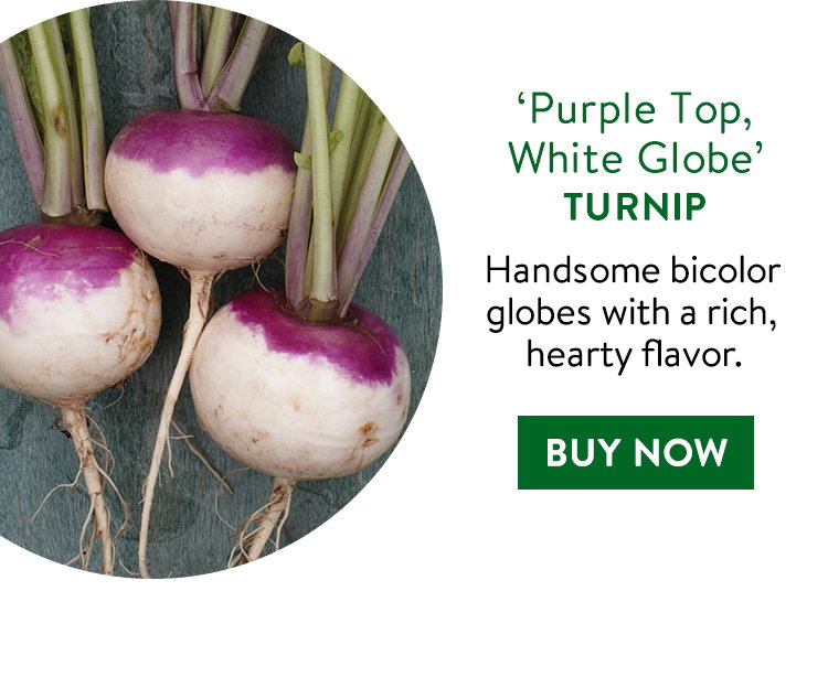 Purple Top White Globe Turnip Seeds