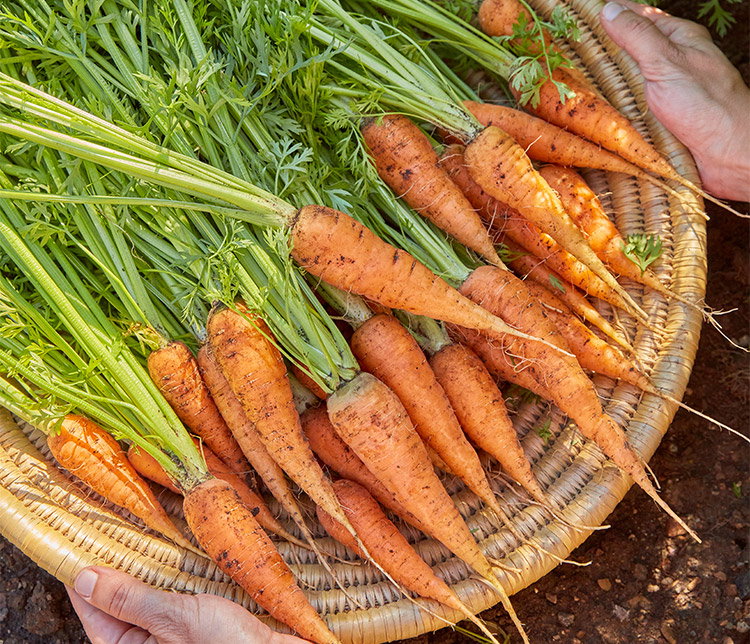 Danvers 126 Carrot Seeds