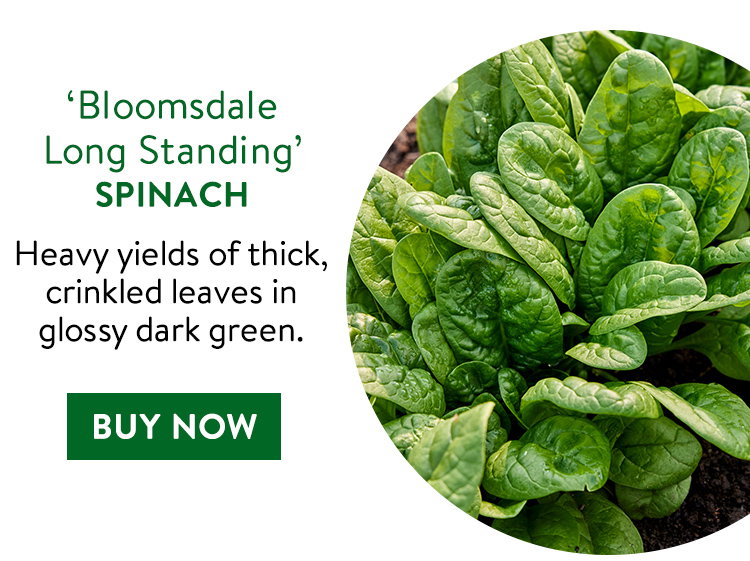 Bloomsdale Long Standing Spinach Seeds