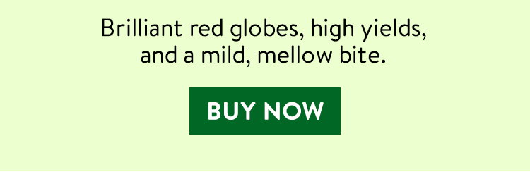 Early Scarlet Globe, Radish