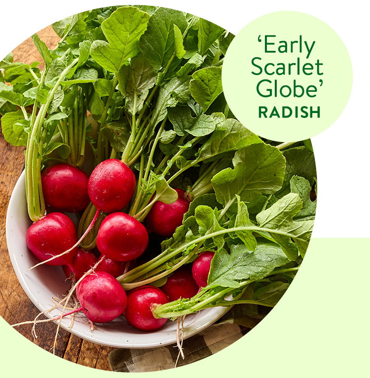 Early Scarlet Globe, Radish