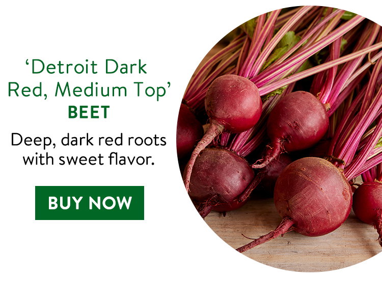 Detroit Dark Red Medium Top Beet Seeds