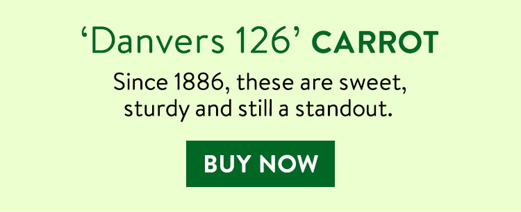 Danvers 126 Carrot Seeds