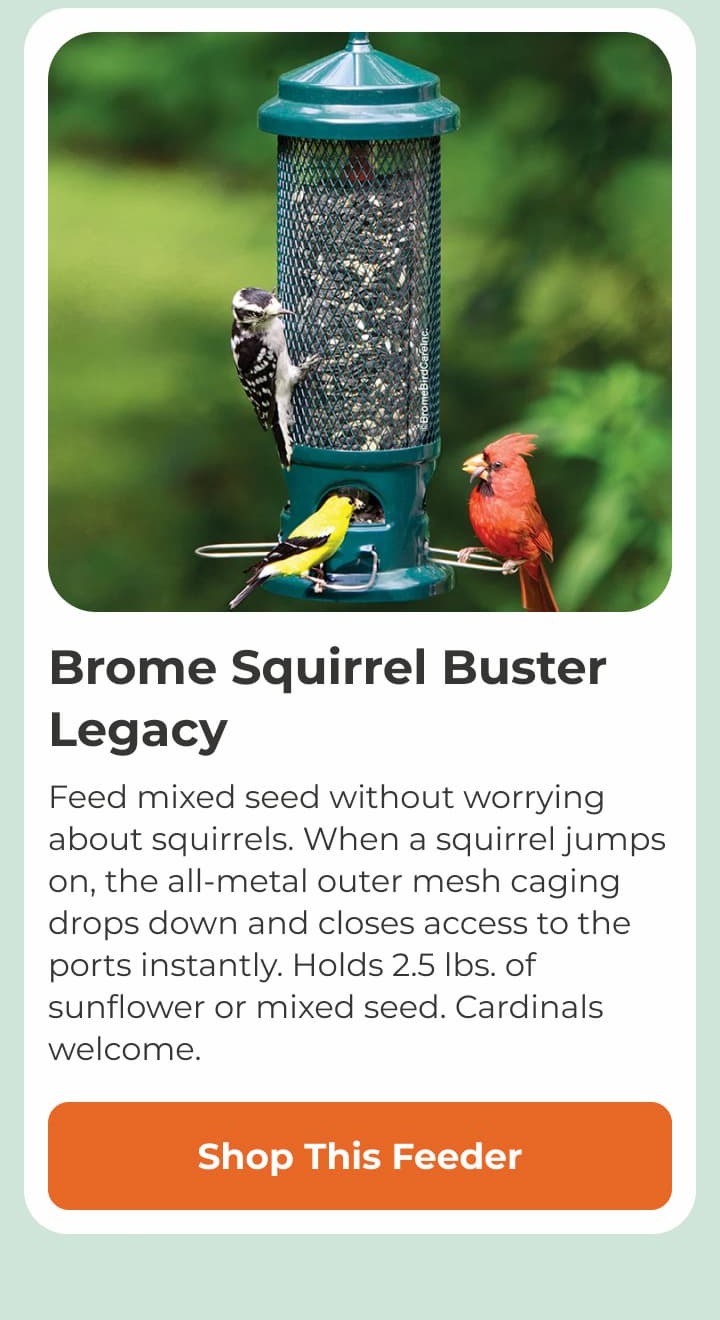Brome Squirrel Buster Legacy
