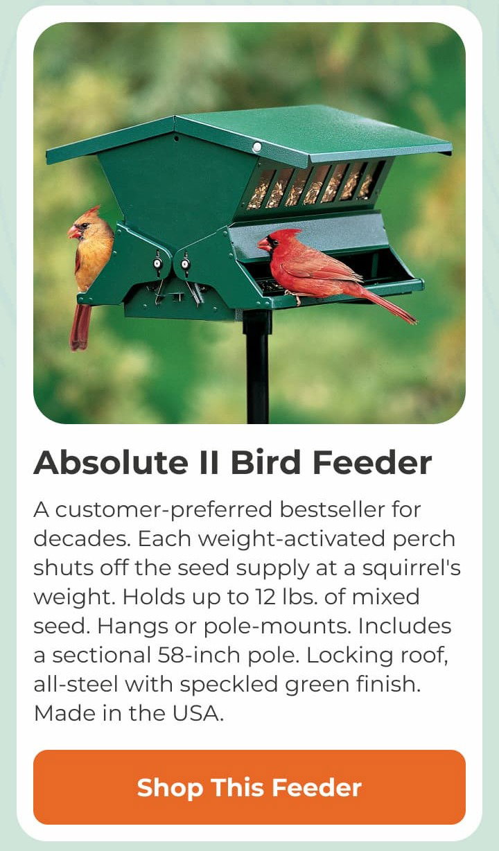 Absolute II Bird Feeder