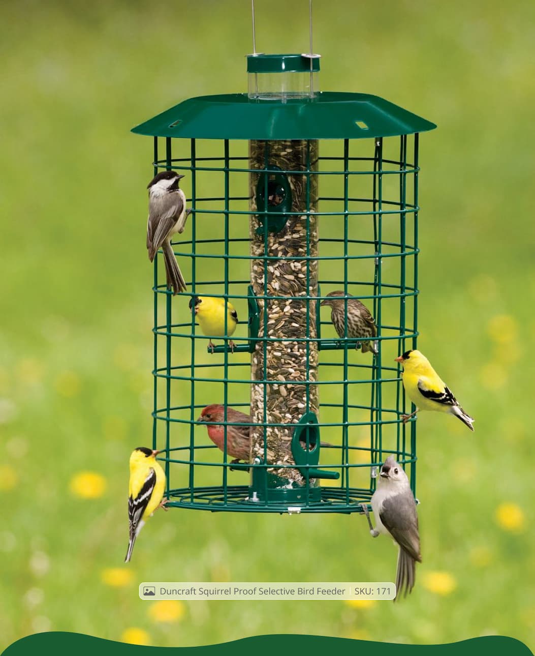 birds