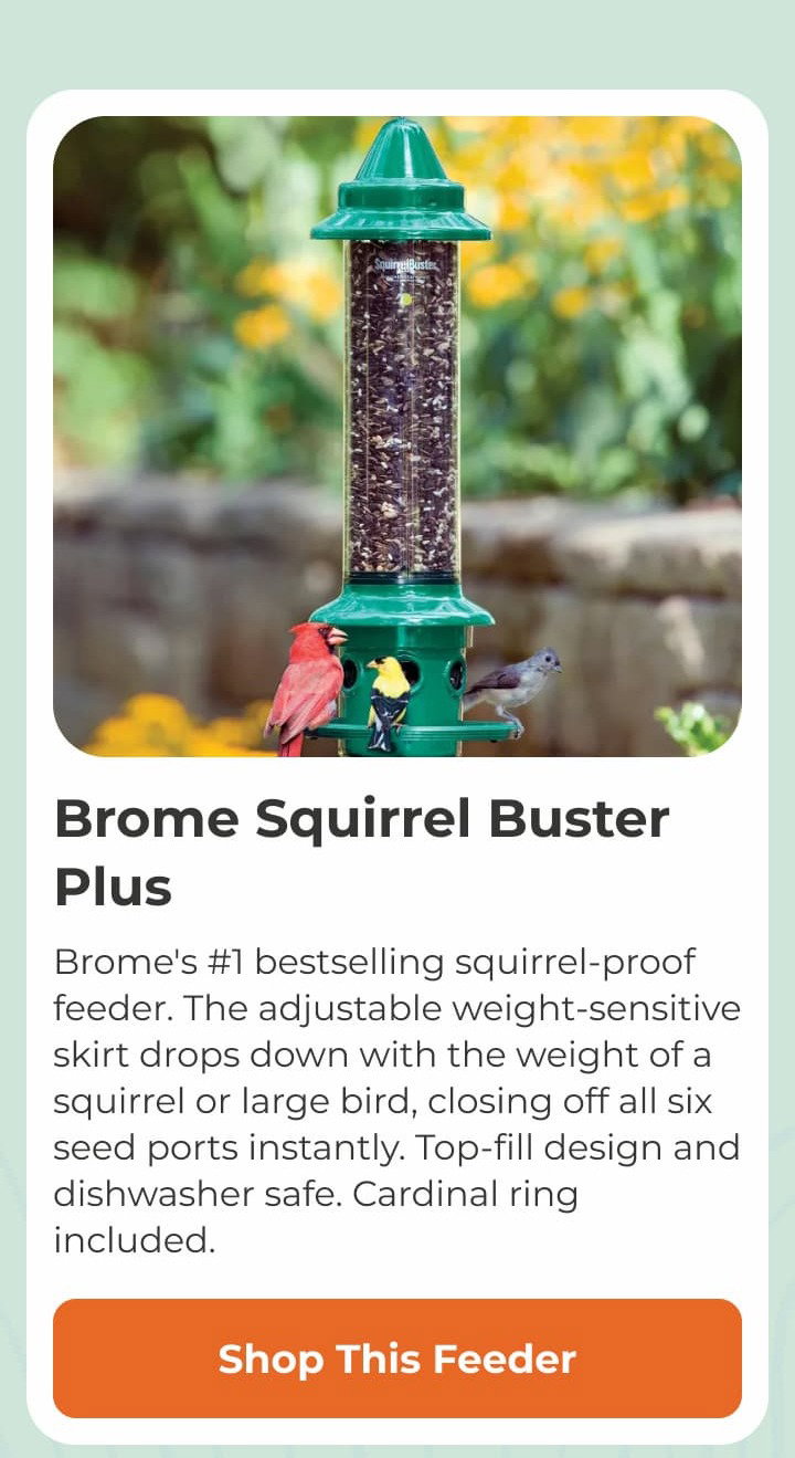 Brome Squirrel Buster Plus