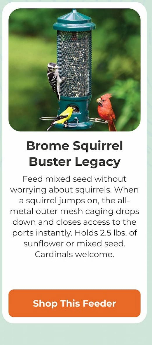 Brome Squirrel Buster Legacy